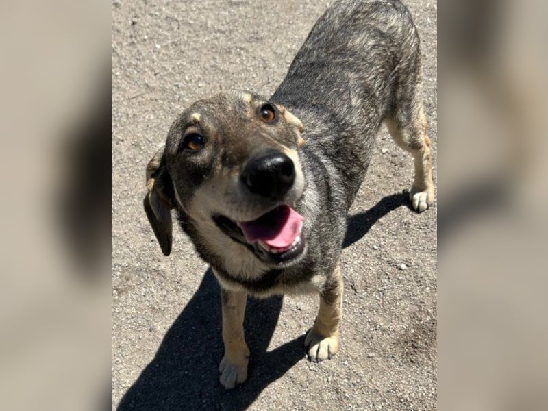 Lebensfrohe ♥ Pika ♥ sucht ihre treuen Menschen Lebensfrohe ♥ Pika ♥ sucht ihre treuen Menschen