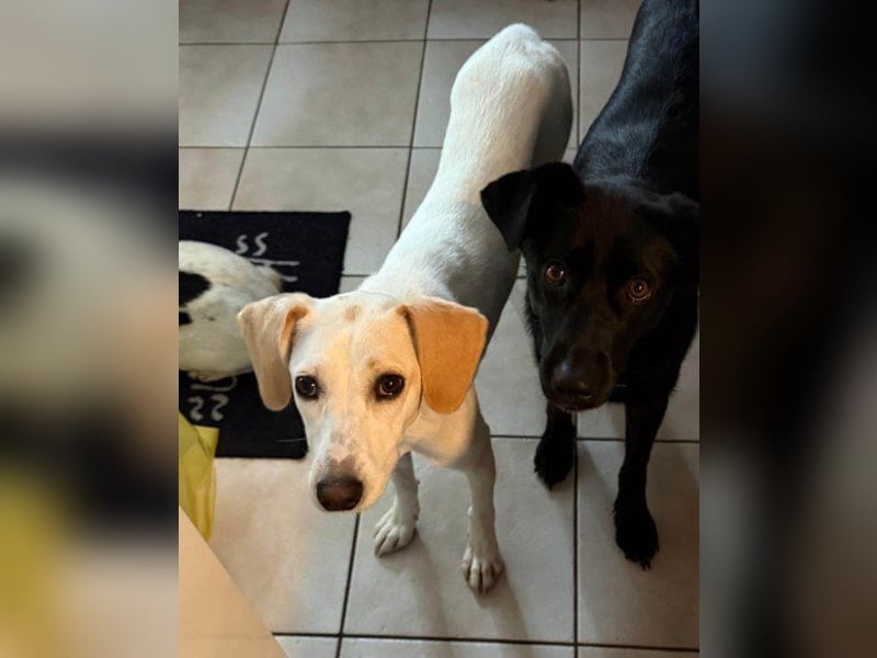 Zarte ♥ Bella ♥ wartet bereits in 64711 Erbach/Odenwald