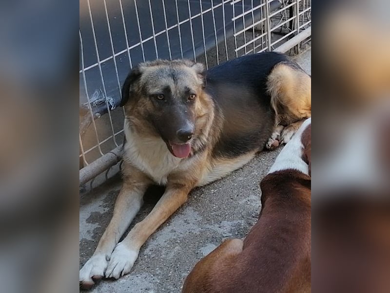 KORA❤️sanfte Seele sucht sehnsüchtig ein liebevolles Zuhause & Geborgenheit