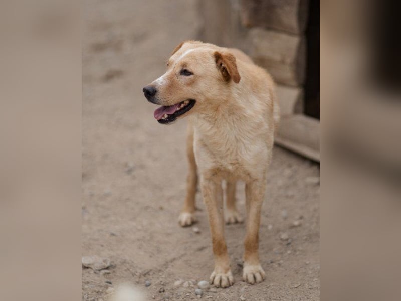Bob wartet sehnsüchtig auf deine Anfrage