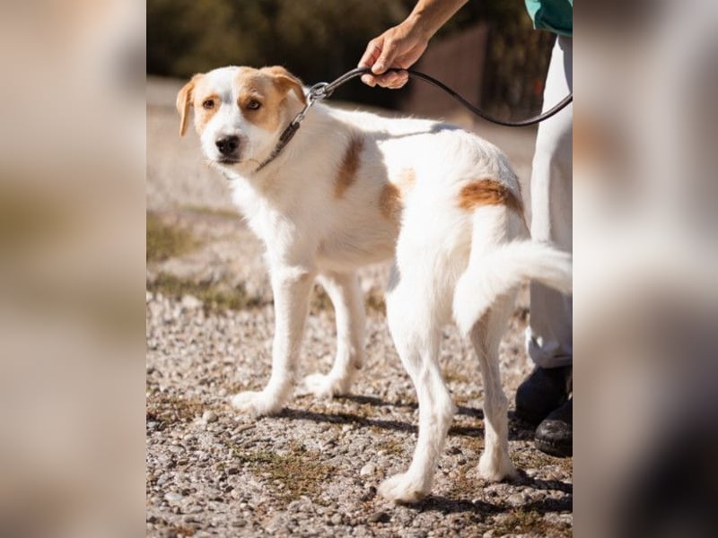 CHARLIE❤️Lieb. Aufgeschlossen. Einfach besonders: ein Herzbub voller Liebe sucht sein Zuhause!