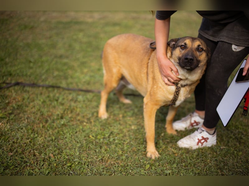 Good-Boy LINO❤️zutraulich, sozial & aufgeschlossen Good-Boy LINO❤️zutraulich, sozial & aufgeschlossen
