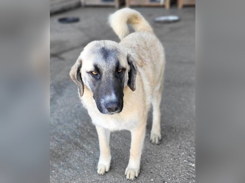 ♥Sofia♥ liebe und aktive HSH-Mix-Junghündin ♥Sofia♥ liebe und aktive HSH-Mix-Junghündin