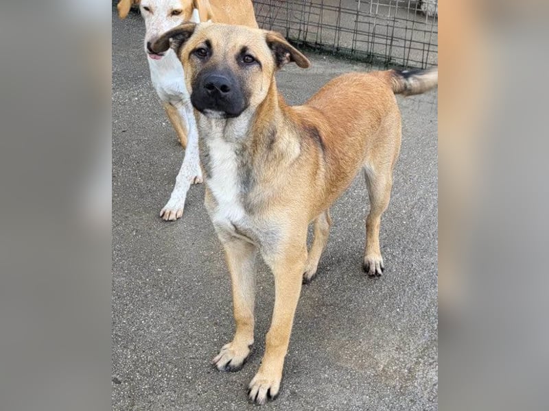 XAVER❤️entzückender, lustiger Jungrüde auf dringender Körbchensuche!