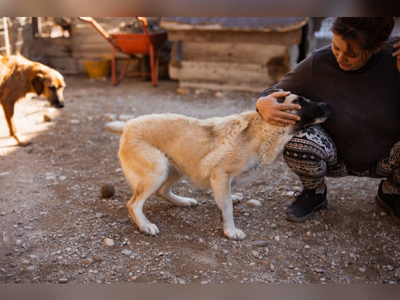 ♥Sofia♥ liebe und aktive HSH-Mix-Junghündin ♥Sofia♥ liebe und aktive HSH-Mix-Junghündin