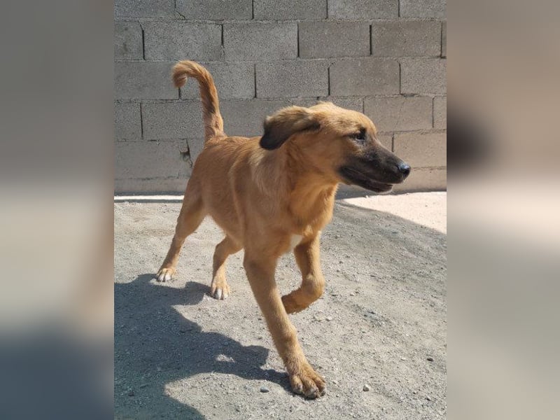 Schnuckel ♥Bettie♥ will spielen & kuscheln Schnuckel ♥Bettie♥ will spielen & kuscheln