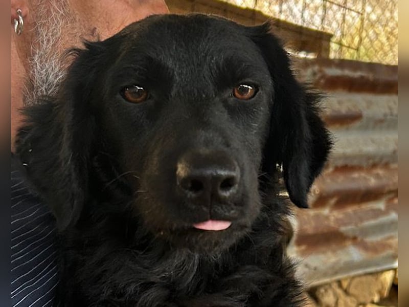 MILANA❤️liebe Kuschelmaus sucht dringend ihr Für-Immer-Körbchen