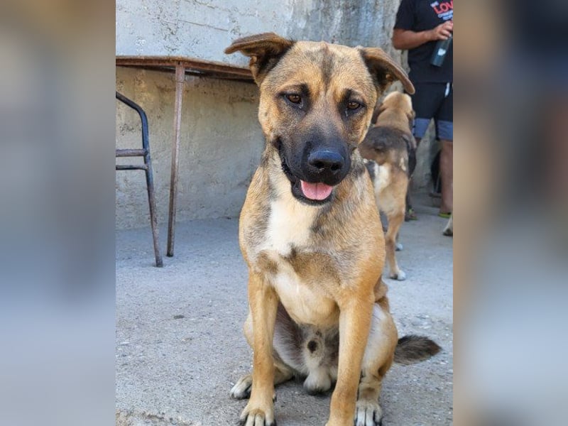 XAVER❤️entzückender, lustiger Jungrüde auf dringender Körbchensuche!