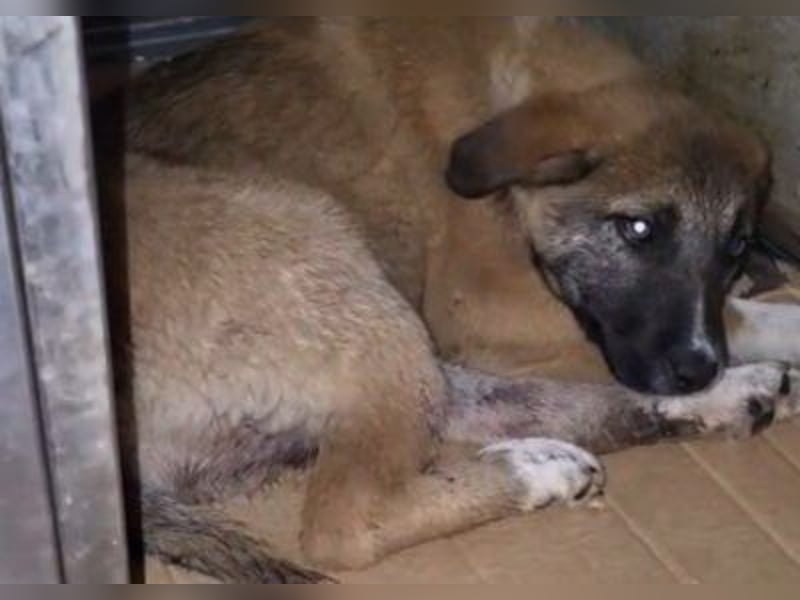 Liebste ♥ Lisa ♥ die pure Lebensfreude