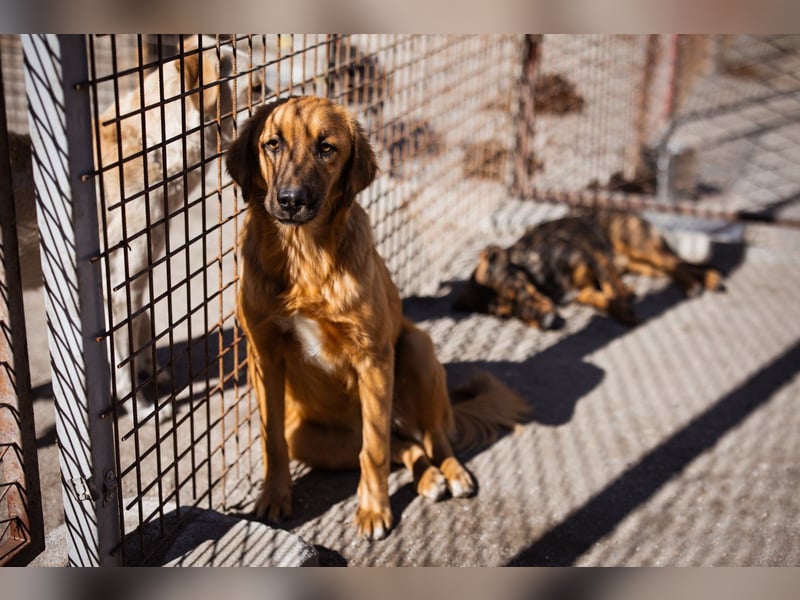 Schnuckel ♥Bettie♥ will spielen & kuscheln Schnuckel ♥Bettie♥ will spielen & kuscheln