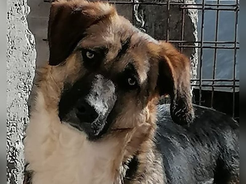 KORA❤️sanfte Seele sucht sehnsüchtig ein liebevolles Zuhause & Geborgenheit