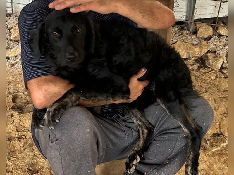 MILANA❤️liebe Kuschelmaus sucht dringend ihr Für-Immer-Körbchen