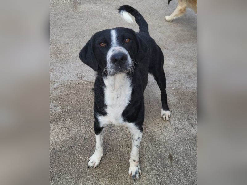 Rüdenbub ♥Vince♥ unser kleiner Prinz ♥