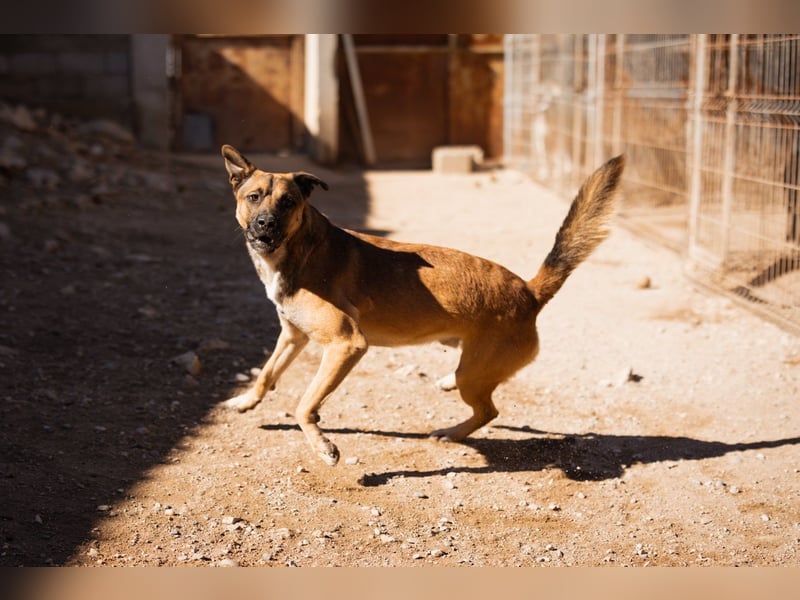XAVER❤️entzückender, lustiger Jungrüde auf dringender Körbchensuche!