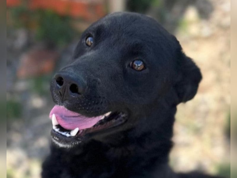 ALLY❤️Baden, toben, kuscheln – fröhlicher Jungrüde liebt das Leben und sucht dich!