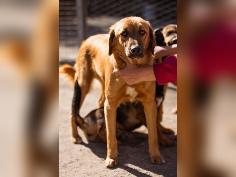 Schnuckel ♥Bettie♥ will spielen & kuscheln Schnuckel ♥Bettie♥ will spielen & kuscheln