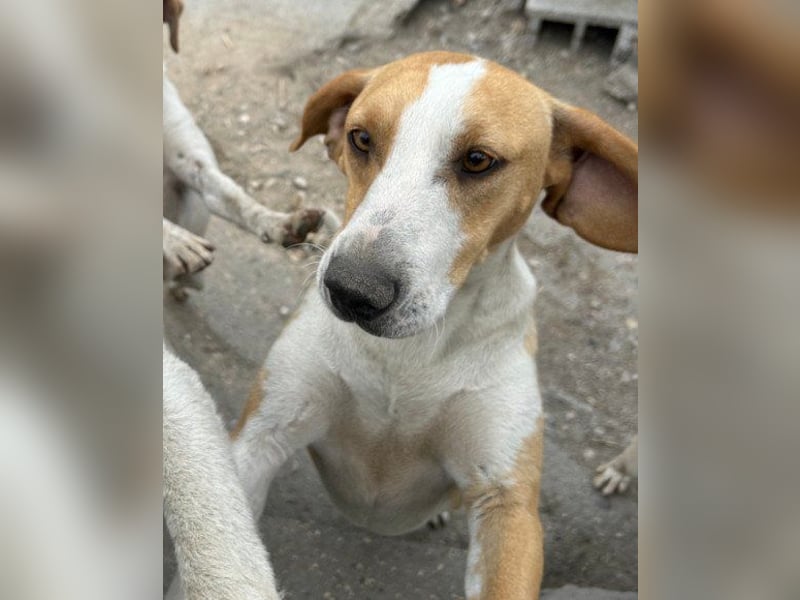 Toni - auf Pflegestelle in 47652 Weeze