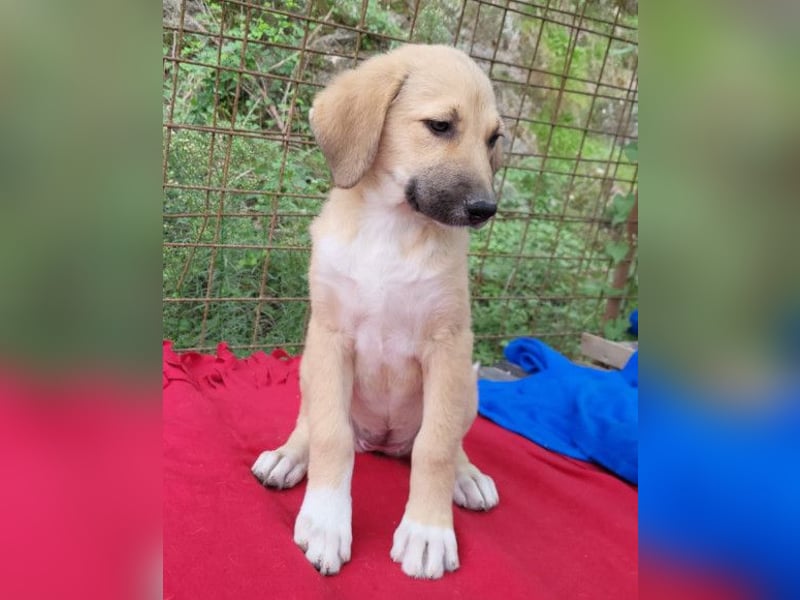 Sonnenschein ♥Lilly♥ zuckersüße Welpin