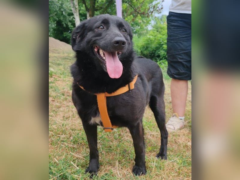 Lady ♥ Gara ♥  freundlich, offen, verschmust Lady ♥ Gara ♥  freundlich, offen, verschmust