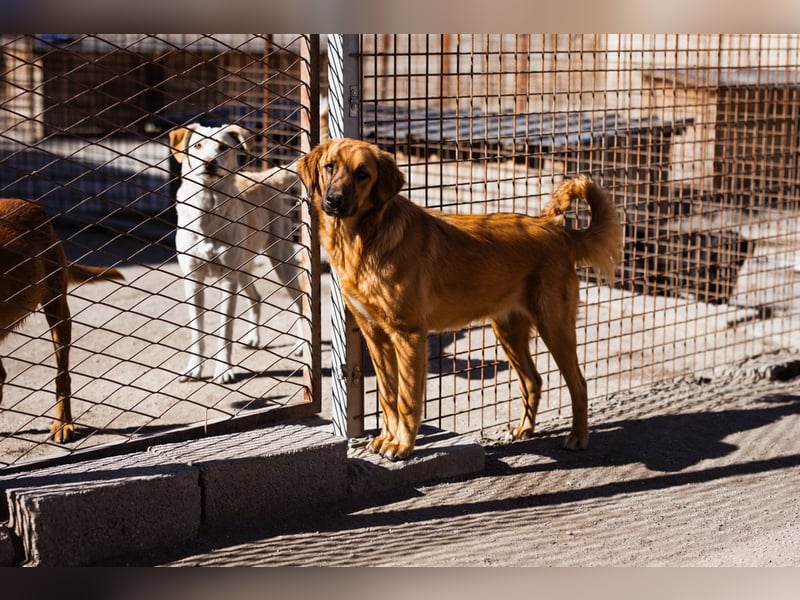 Schnuckel ♥Bettie♥ will spielen & kuscheln Schnuckel ♥Bettie♥ will spielen & kuscheln