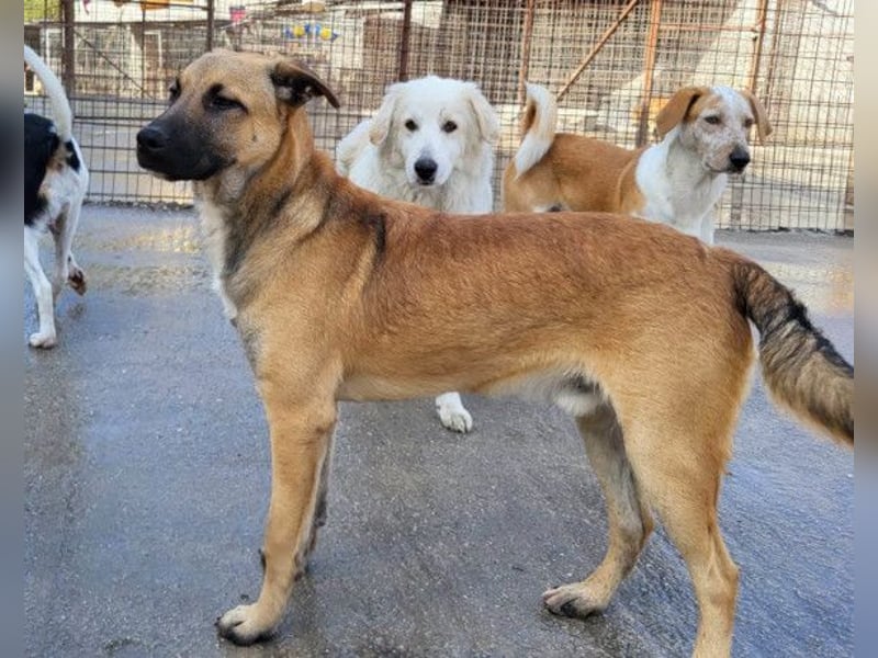 XAVER❤️entzückender, lustiger Jungrüde auf dringender Körbchensuche!