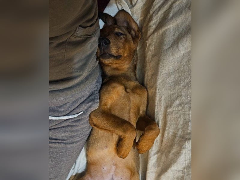 Kleiner besonderer ♥ Kiki ♥ liebt auch die Samtpfoten