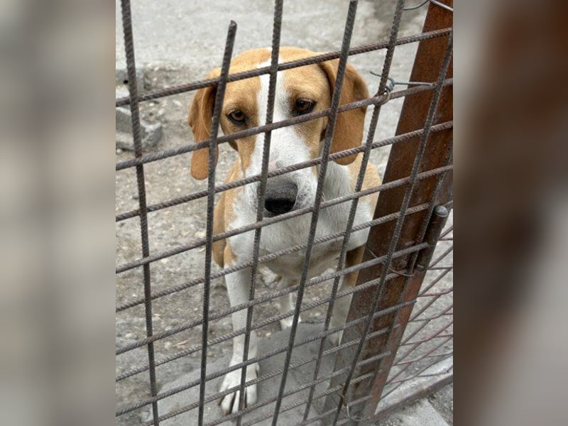 Toni - auf Pflegestelle in 47652 Weeze