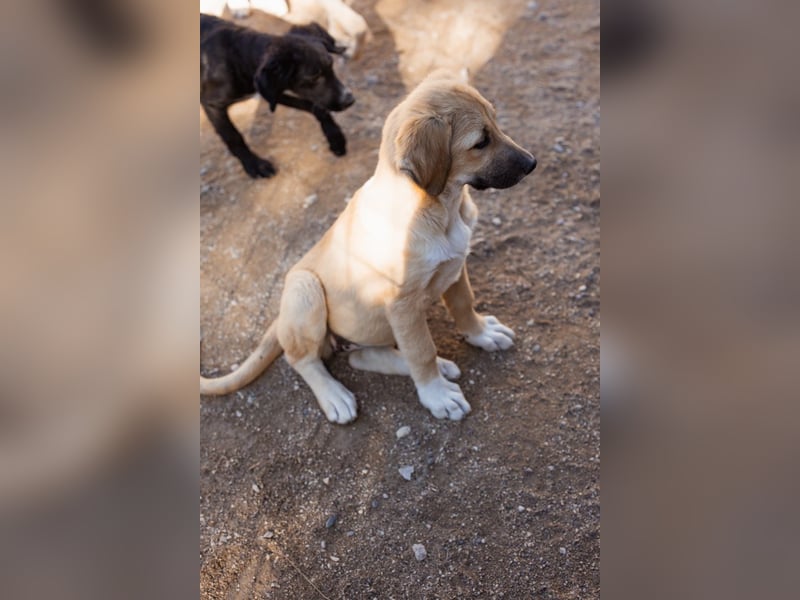 Sonnenschein ♥Lilly♥ zuckersüße Welpin