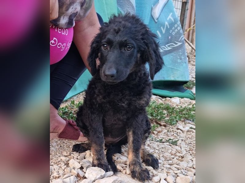 MILANA❤️liebe Kuschelmaus sucht dringend ihr Für-Immer-Körbchen