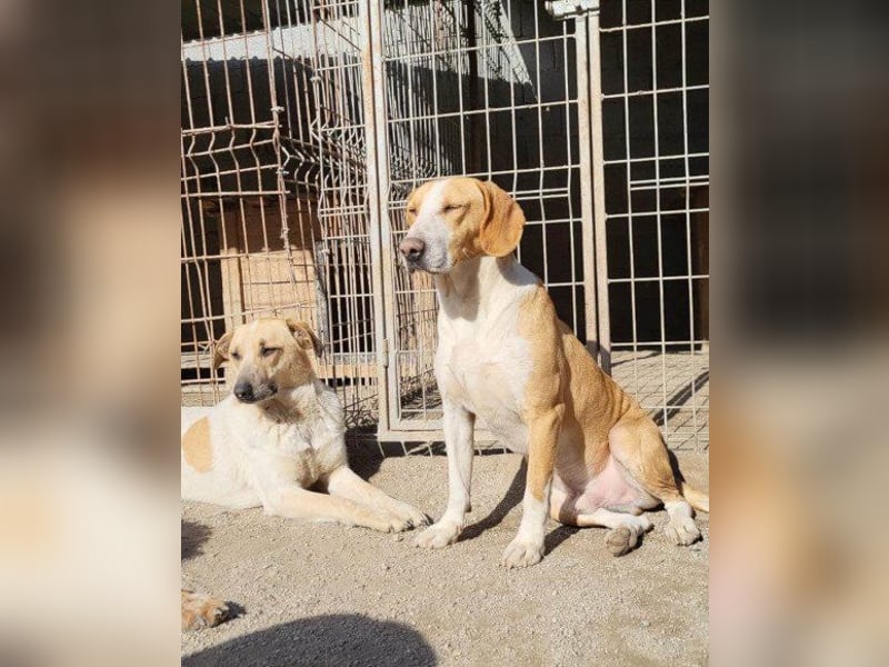 Toni - auf Pflegestelle in 47652 Weeze