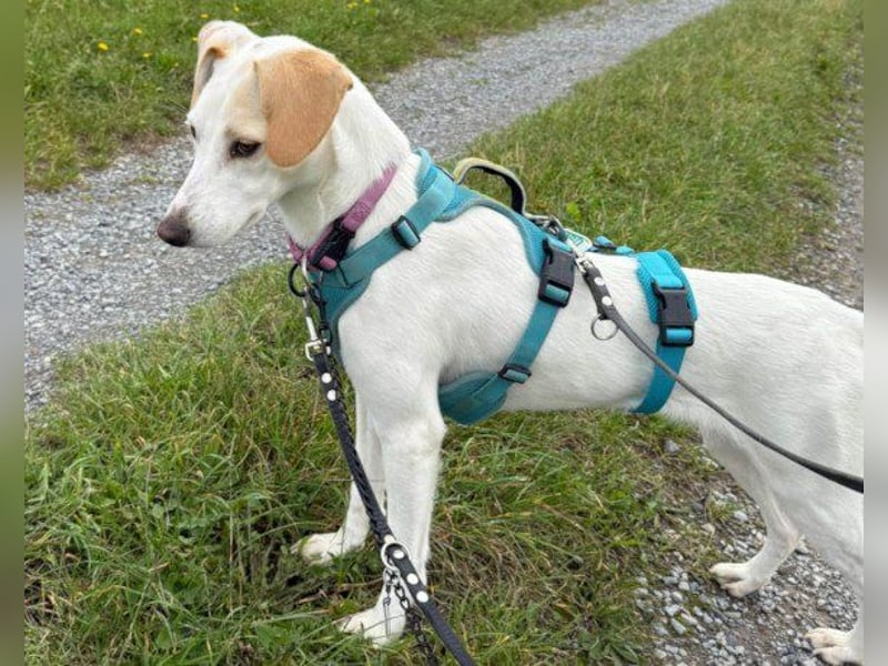 Zarte ♥ Bella ♥ wartet bereits in 64711 Erbach/Odenwald
