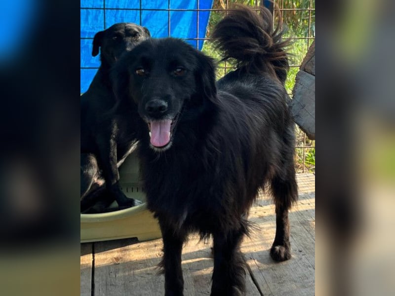 HENNI❤️schwarz-braune Schönheit und ein kleines Wunder an Liebe, Vertrauen und Hoffnung!