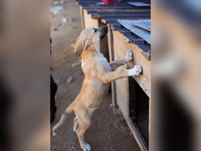 Sonnenschein ♥Lilly♥ zuckersüße Welpin