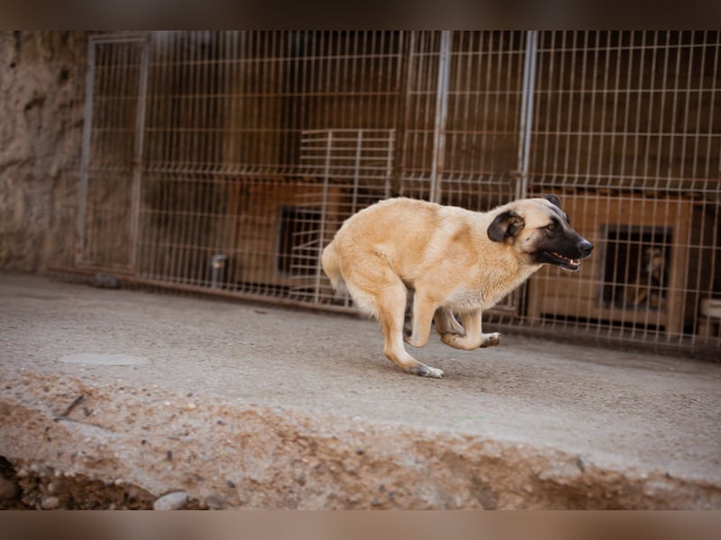 ♥Sofia♥ liebe und aktive HSH-Mix-Junghündin ♥Sofia♥ liebe und aktive HSH-Mix-Junghündin