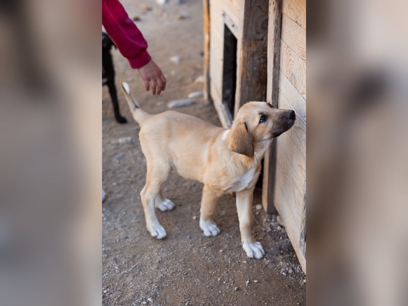 Sonnenschein ♥Lilly♥ zuckersüße Welpin