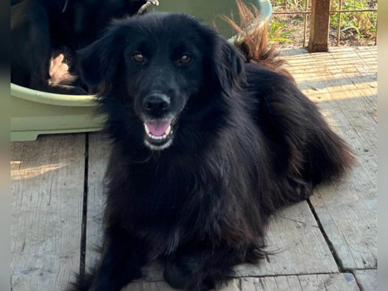 HENNI❤️schwarz-braune Schönheit und ein kleines Wunder an Liebe, Vertrauen und Hoffnung!