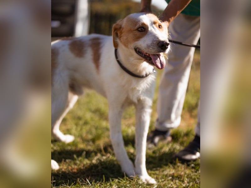 CHARLIE❤️Lieb. Aufgeschlossen. Einfach besonders: ein Herzbub voller Liebe sucht sein Zuhause!