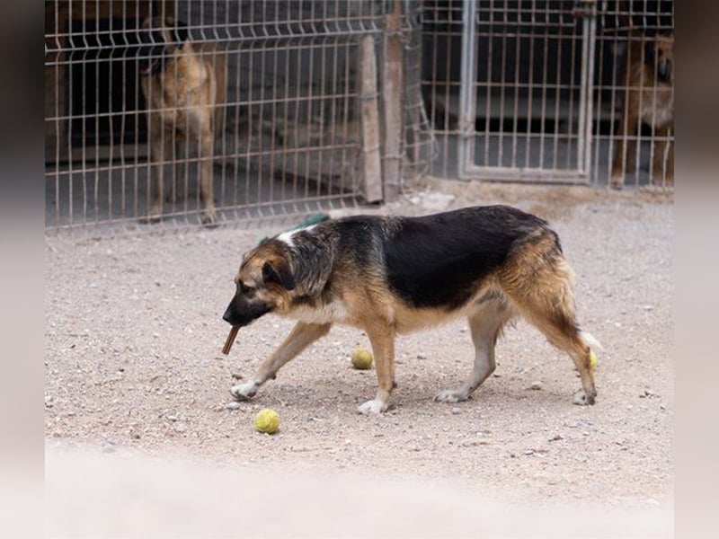KORA❤️sanfte Seele sucht sehnsüchtig ein liebevolles Zuhause & Geborgenheit