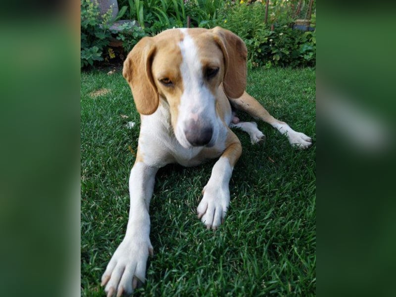 Toni - auf Pflegestelle in 47652 Weeze