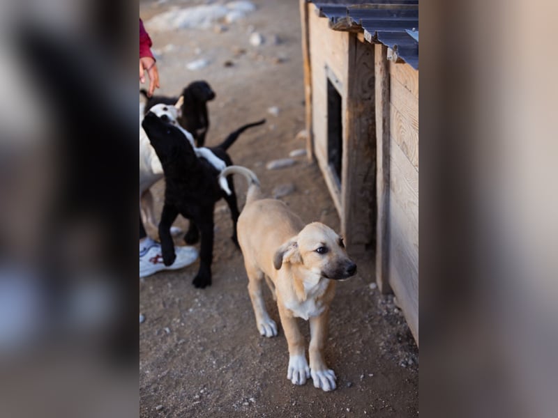 Sonnenschein ♥Lilly♥ zuckersüße Welpin