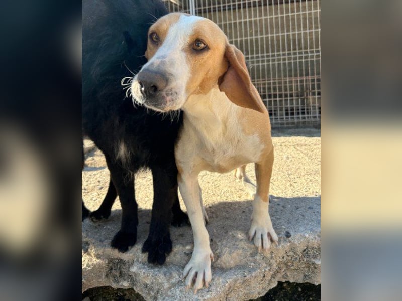 Toni - auf Pflegestelle in 47652 Weeze