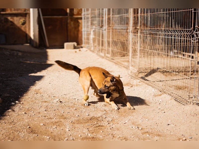 XAVER❤️entzückender, lustiger Jungrüde auf dringender Körbchensuche!