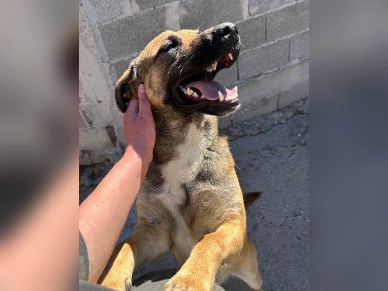 XAVER❤️entzückender, lustiger Jungrüde auf dringender Körbchensuche!