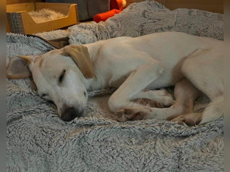 Zarte ♥ Bella ♥ wartet bereits in 64711 Erbach/Odenwald