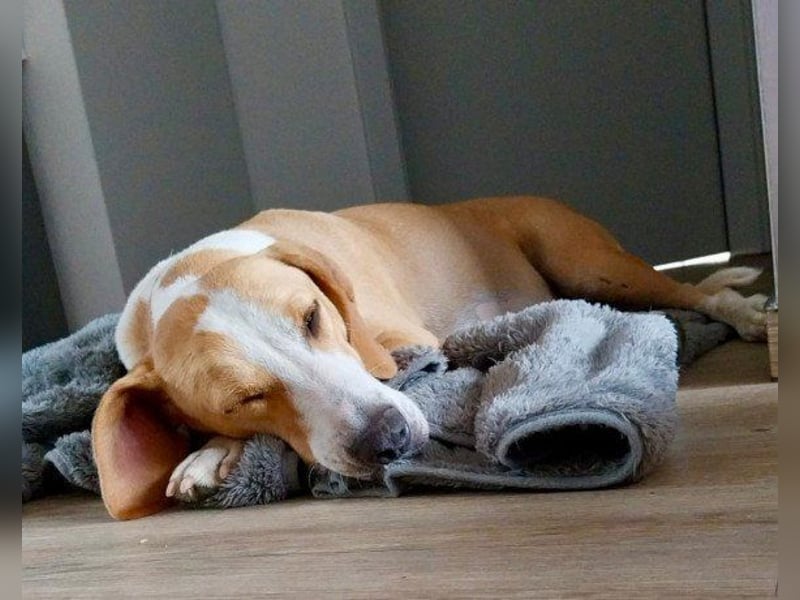 Toni - auf Pflegestelle in 47652 Weeze