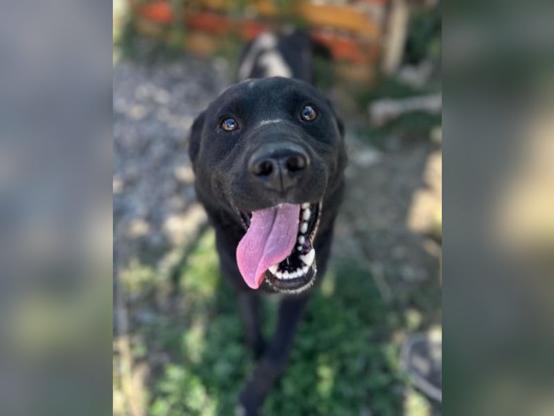 ALLY❤️Baden, toben, kuscheln – fröhlicher Jungrüde liebt das Leben und sucht dich!