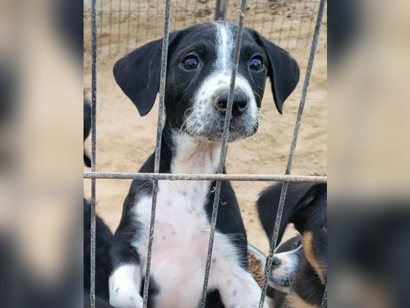 Rüdenbub ♥Vince♥ unser kleiner Prinz ♥