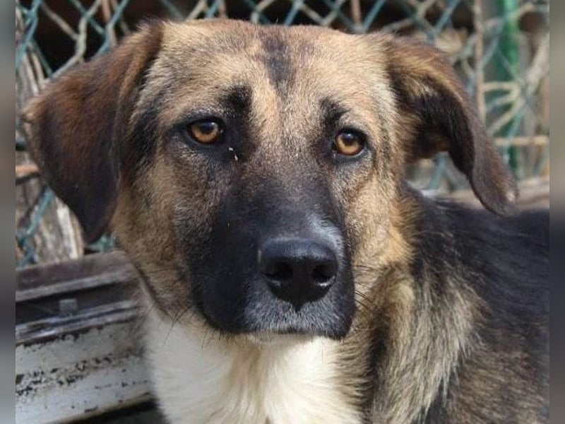 KORA❤️sanfte Seele sucht sehnsüchtig ein liebevolles Zuhause & Geborgenheit