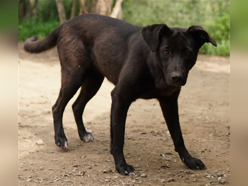 Romira, geb. ca. 06/2022, lebt in GRIECHENLAND, auf einer privaten Pflegestelle
