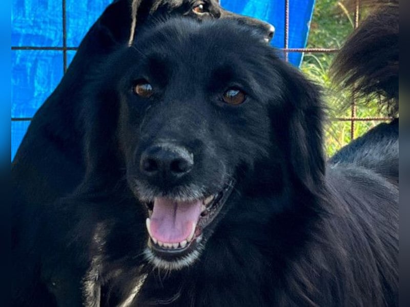 HENNI❤️schwarz-braune Schönheit und ein kleines Wunder an Liebe, Vertrauen und Hoffnung!